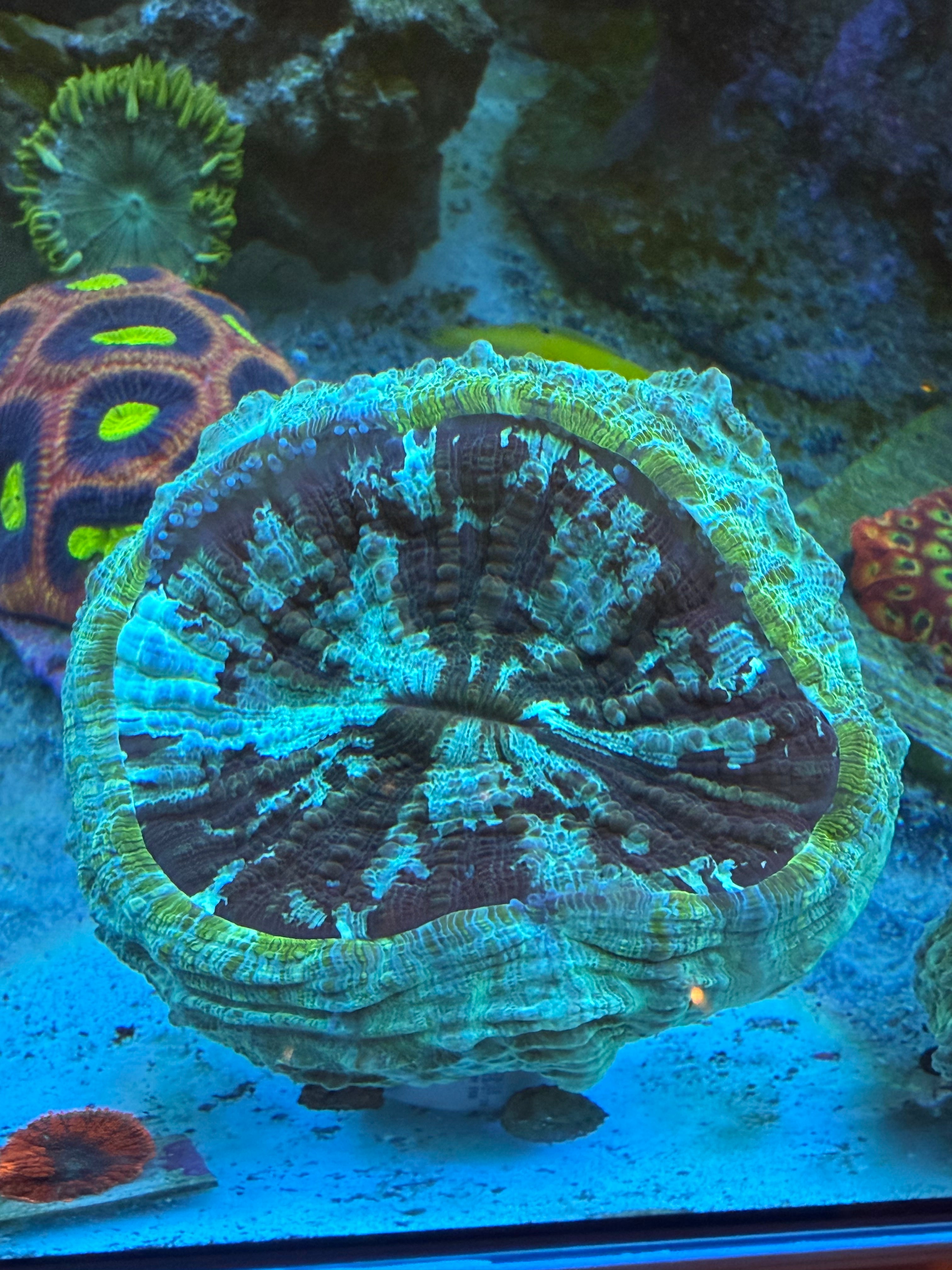 GREEN/MULTI COLORED ACANTHOPHYLLIA