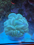 L Green Bubble Coral