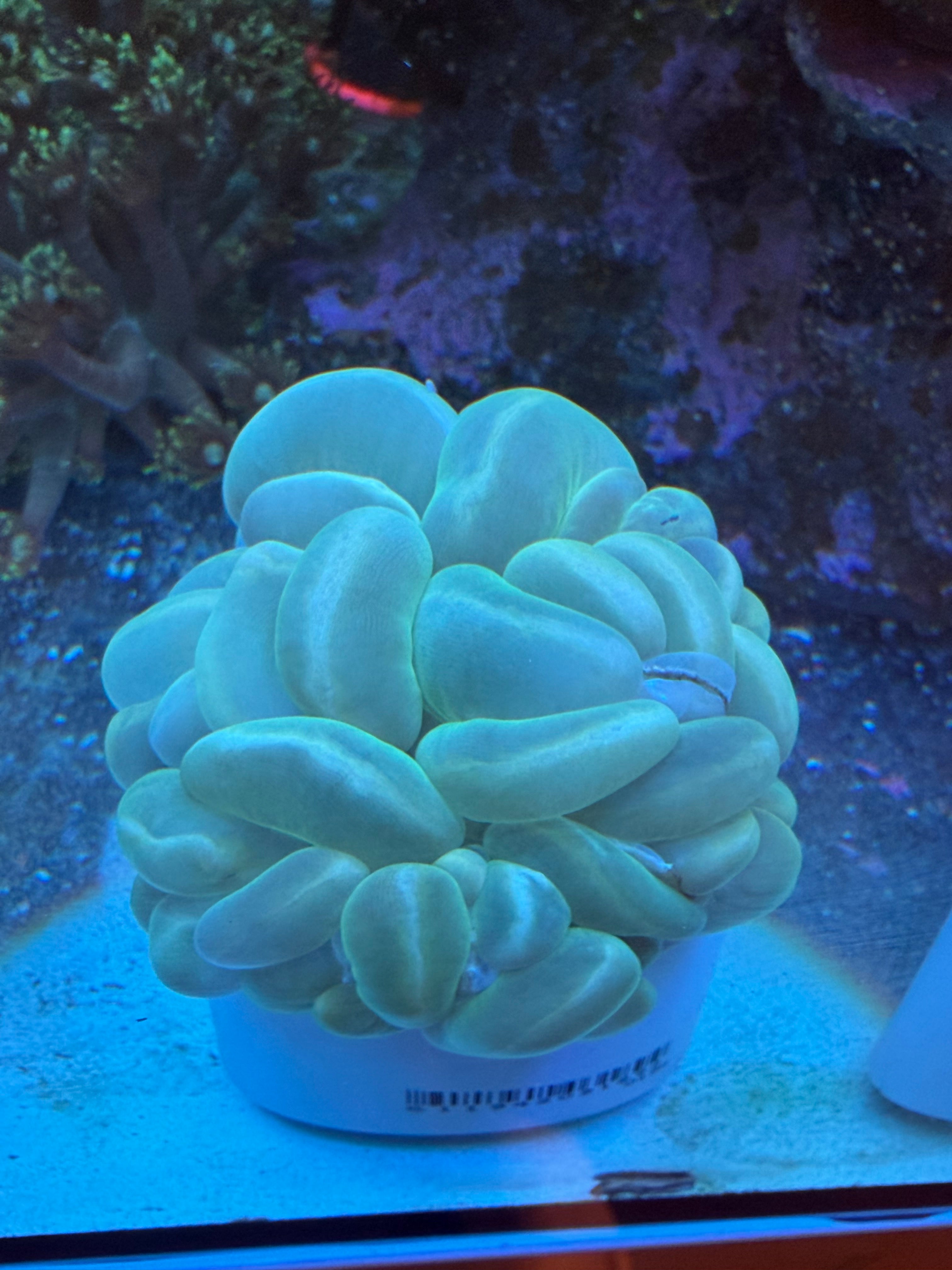 L Green Bubble Coral