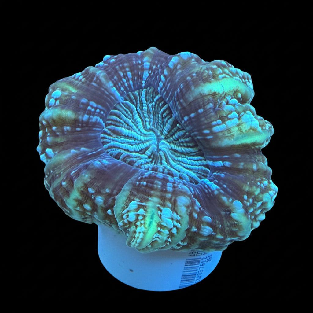 CYNARINA CORAL