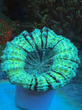 GREEN MULTI COLORED ACANTHOPHYLLIA