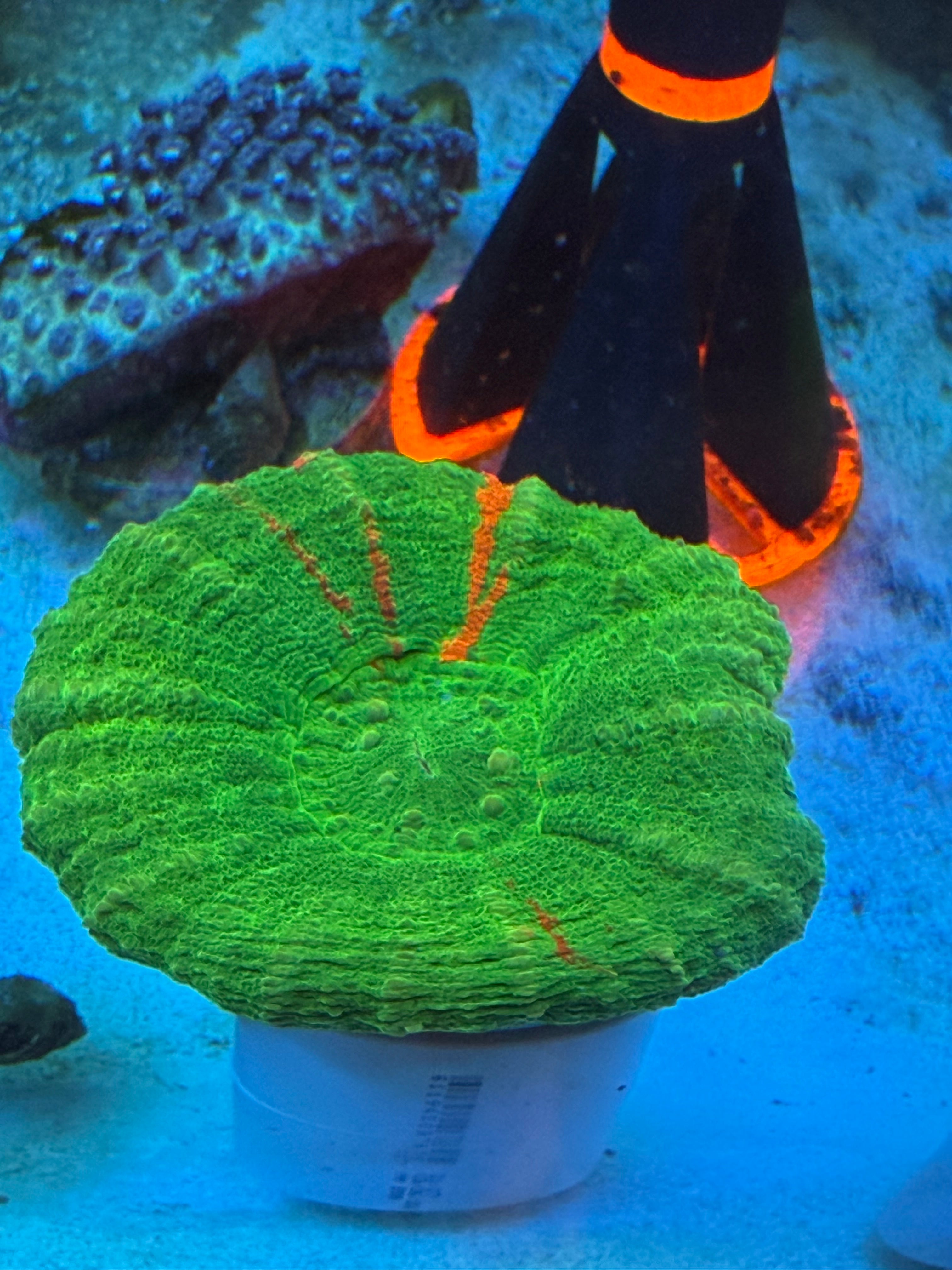 Mostly Green Scoly