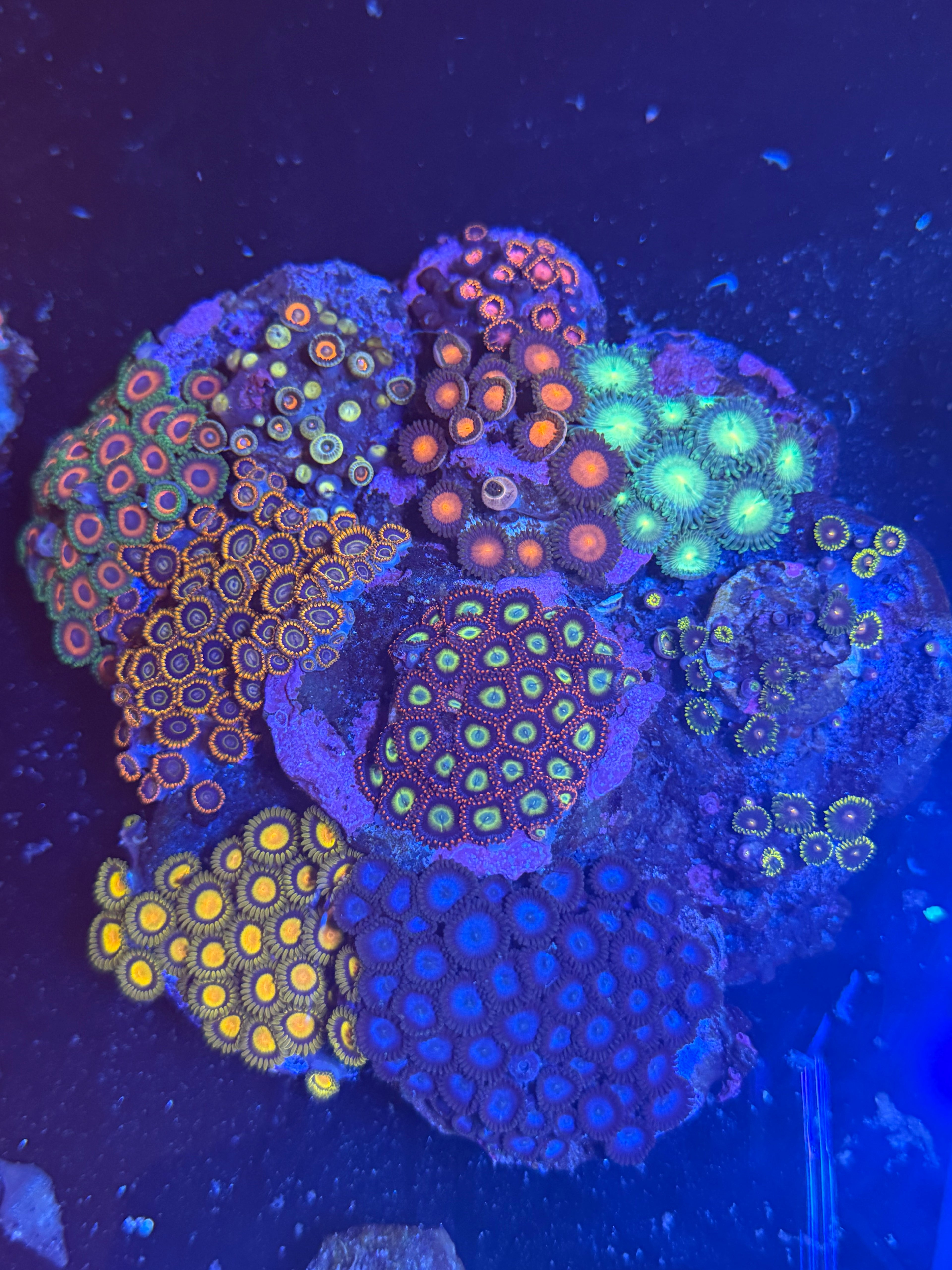 ZOA COLONY