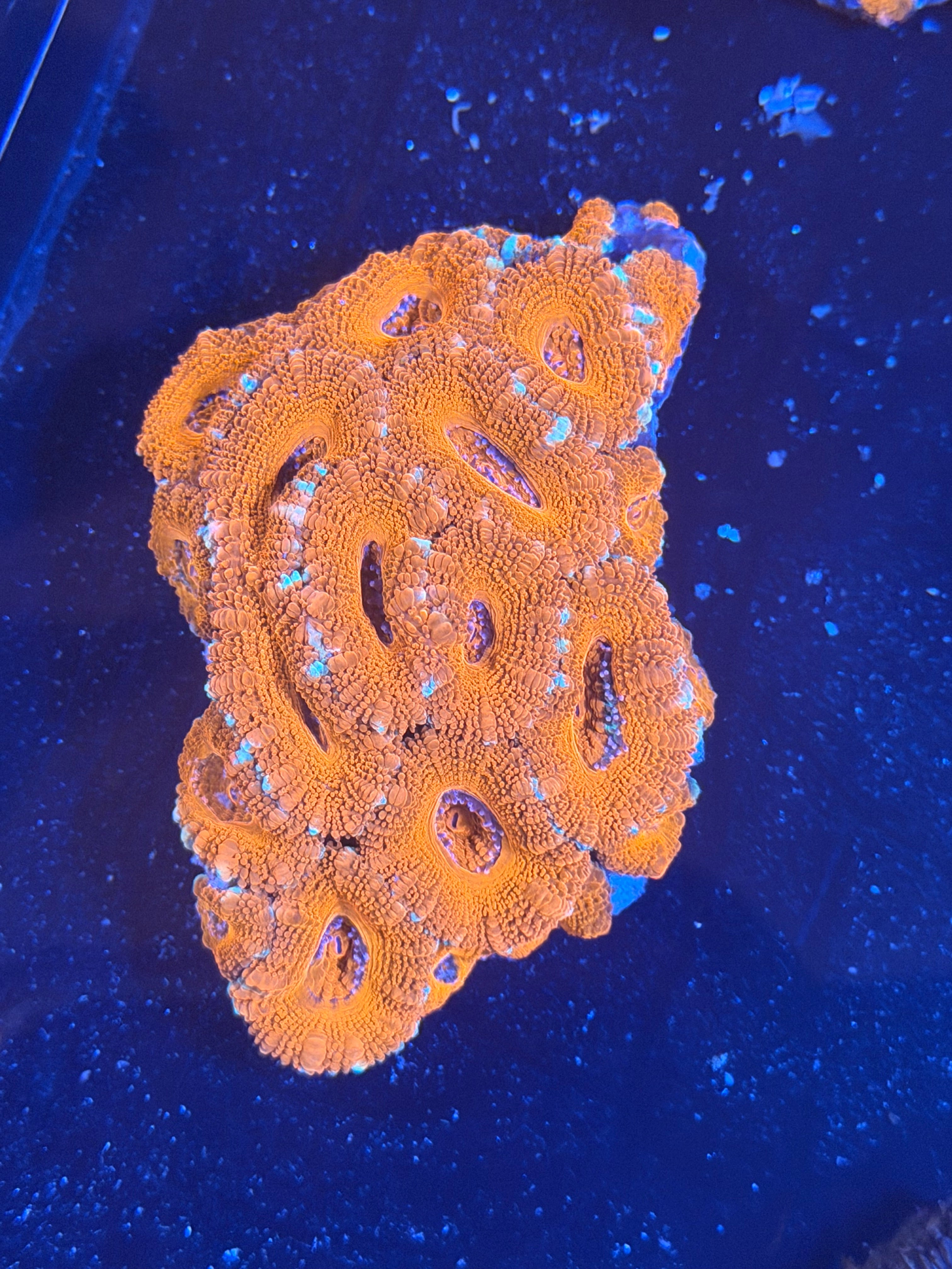 ACAN