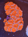 ACAN
