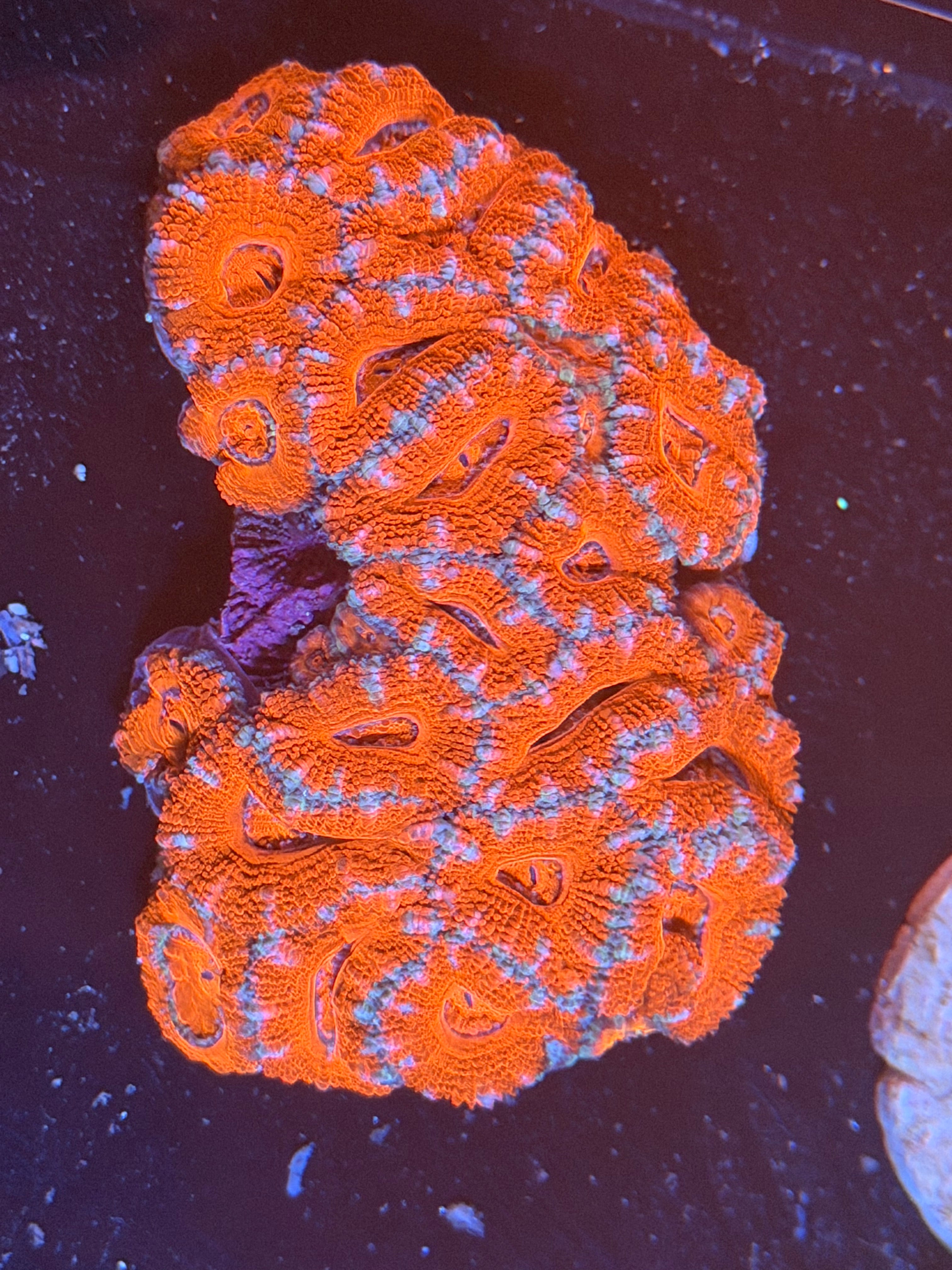 ACAN
