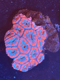 ACAN
