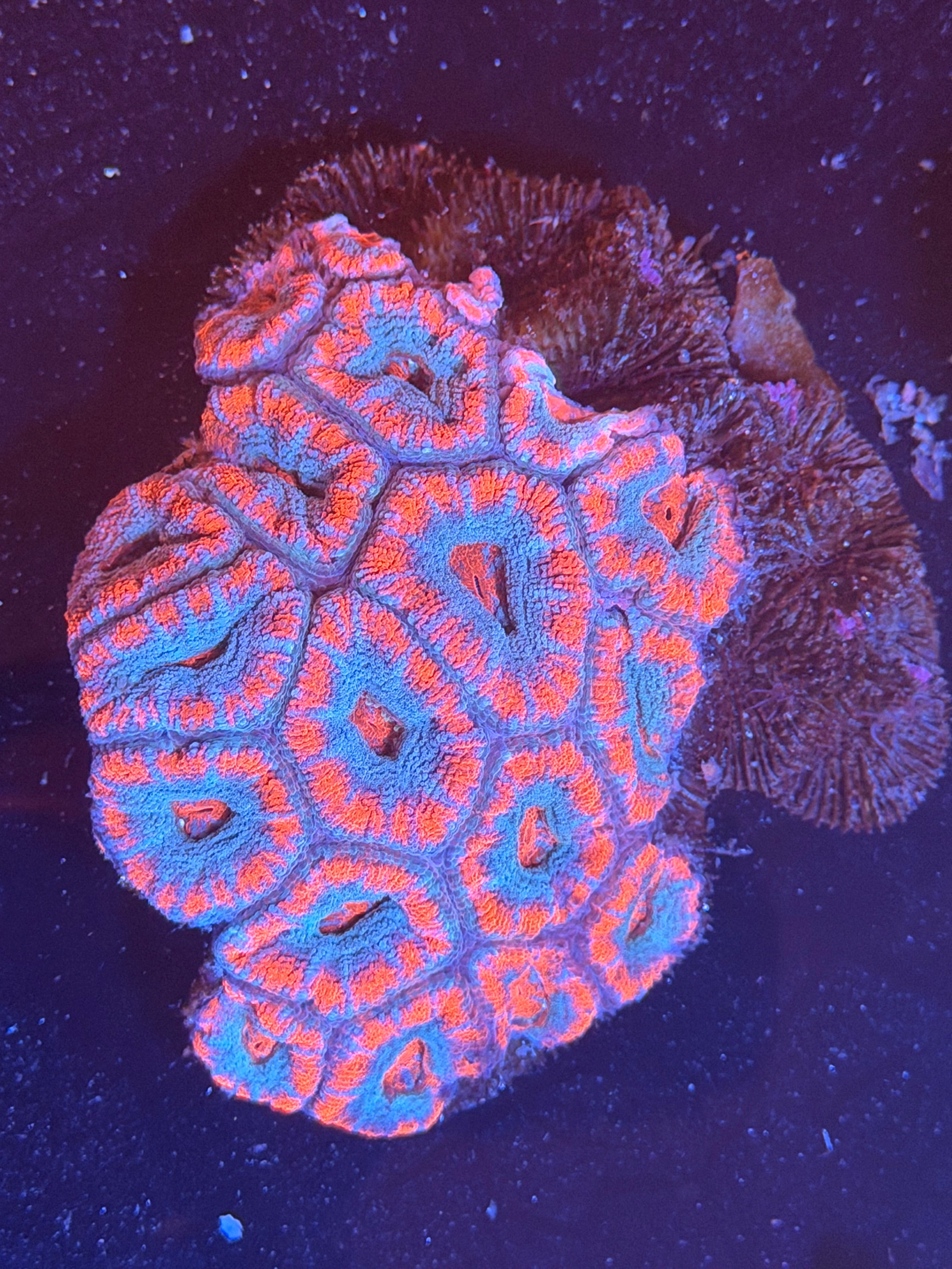 ACAN