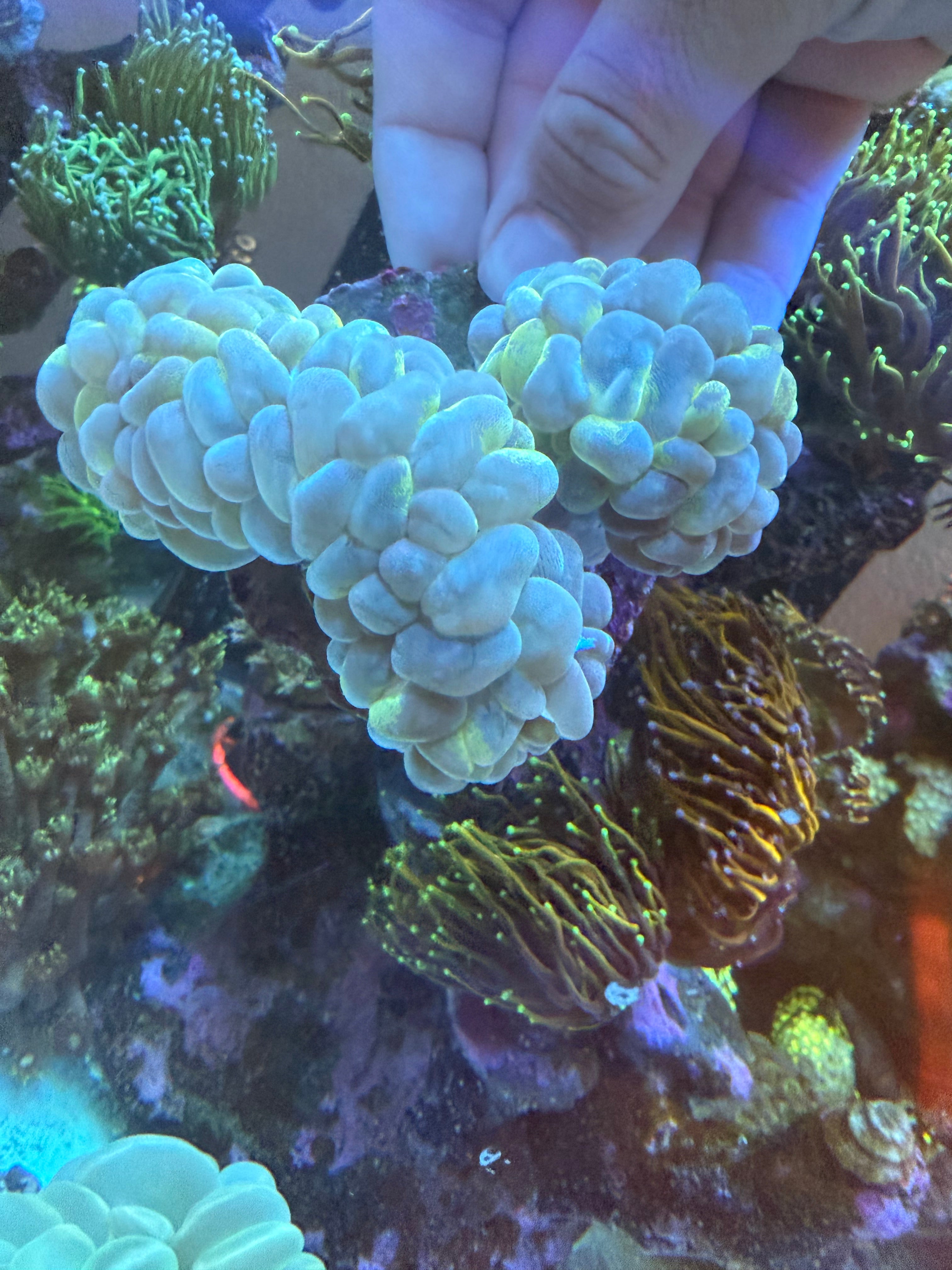 XL SPLATTER BUBBLE CORAL