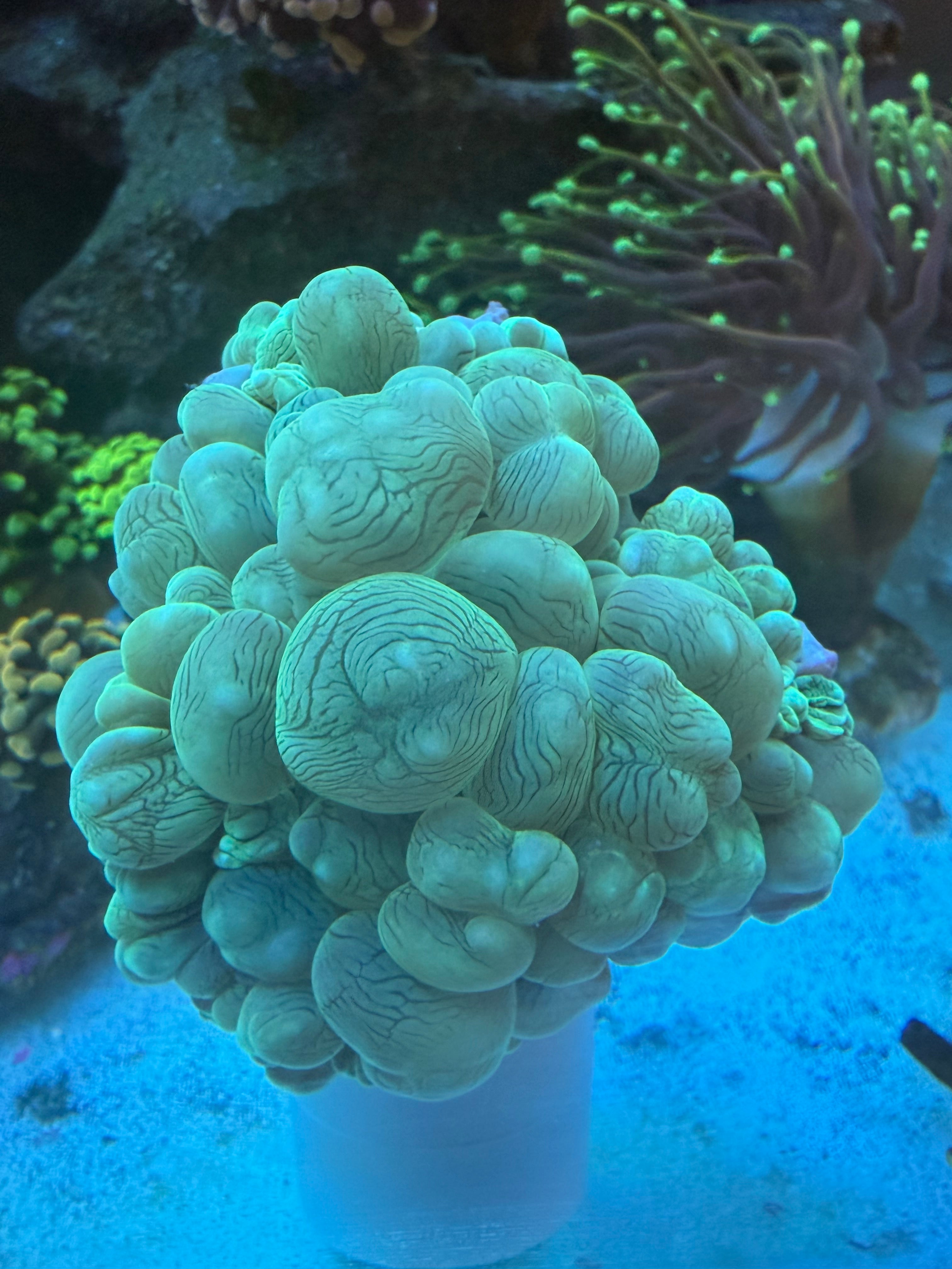 L PEARLED BUBBLE CORAL