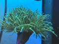 2 HEADED WYSIWYG GREEN TORCH