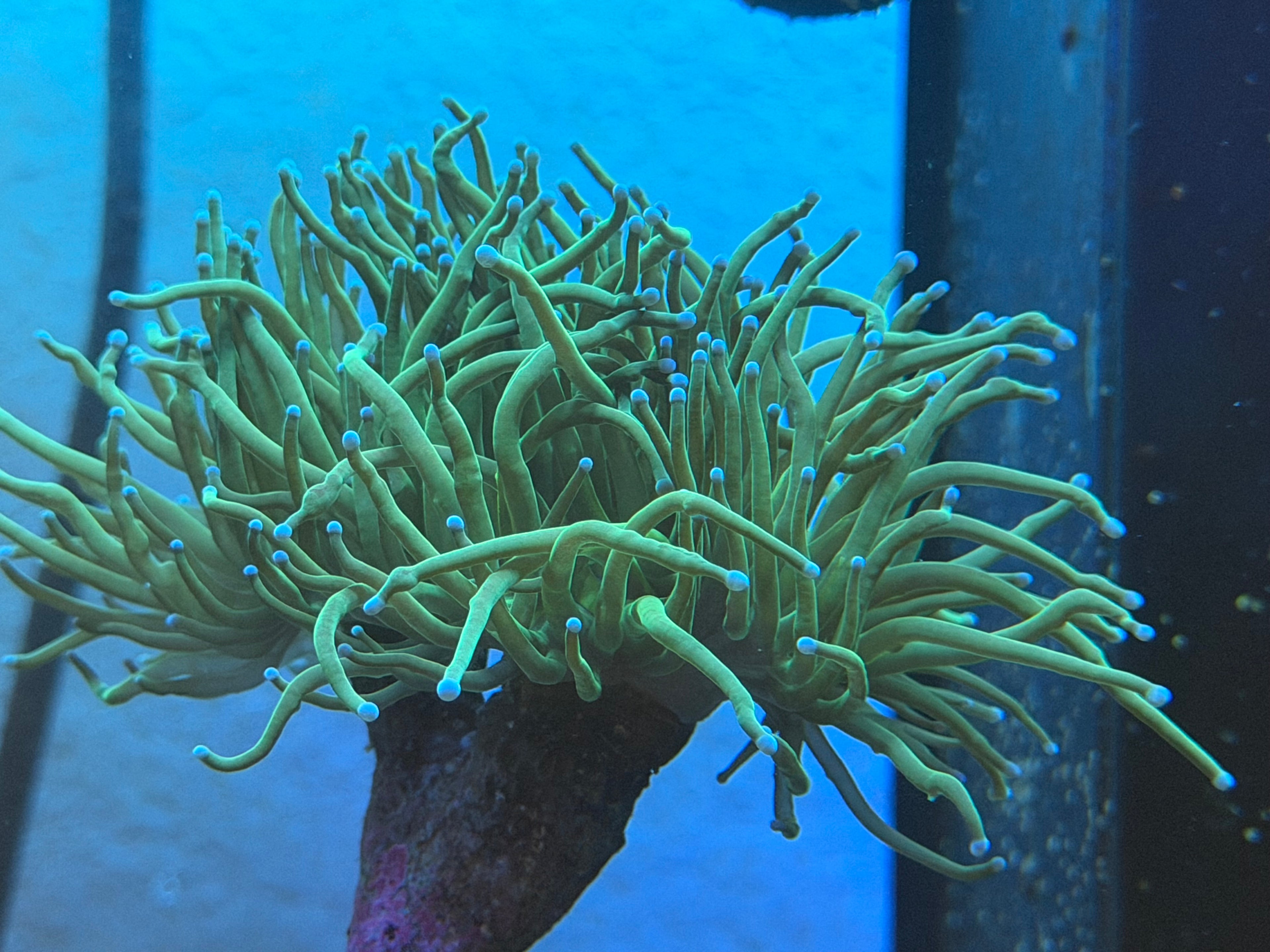 2 HEADED WYSIWYG GREEN TORCH