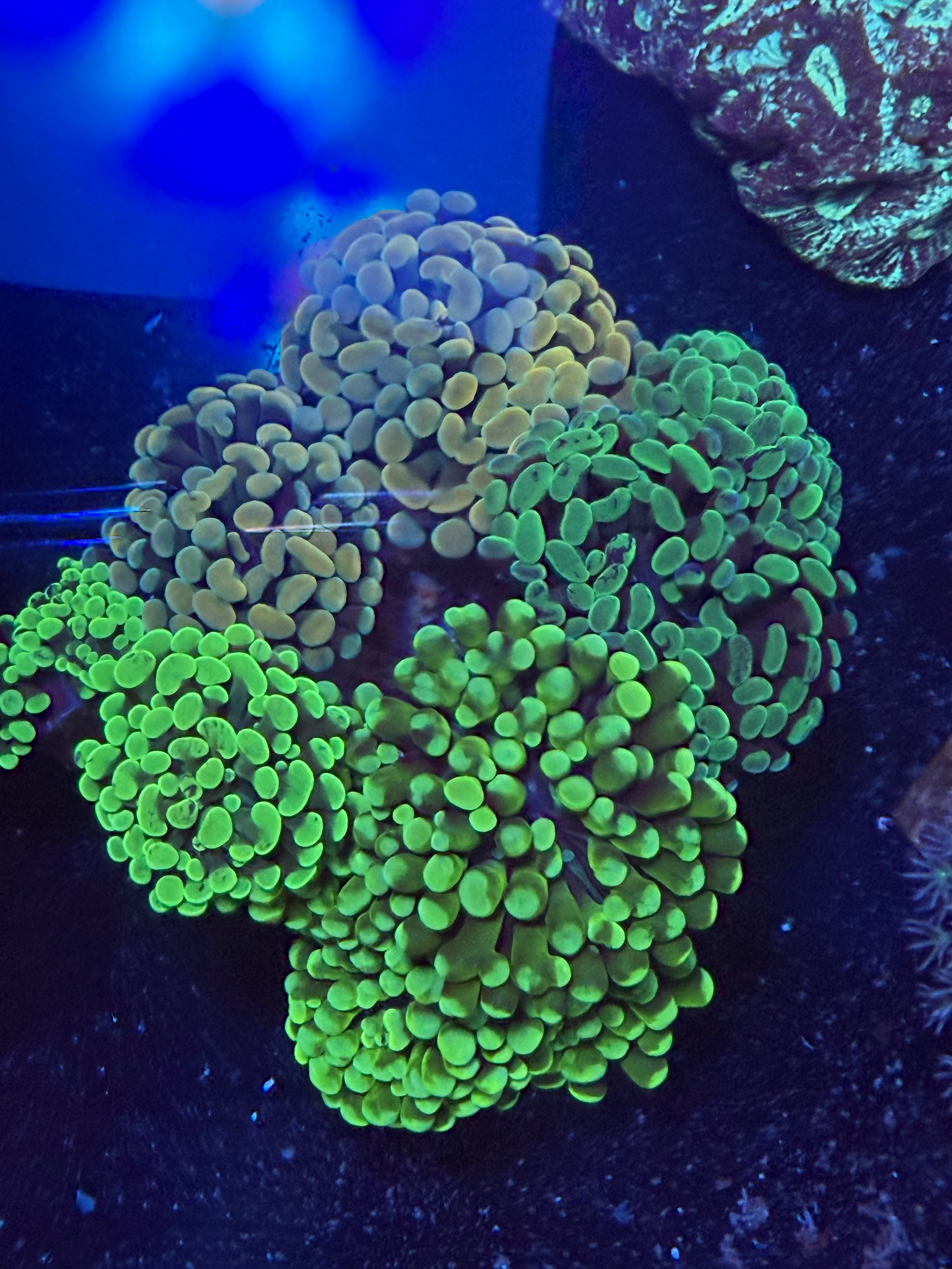INSTANT HAMMER GARDEN