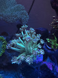 Green Gonipora Frag – WYSIWYG LPS