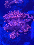 PINK GONIPORA FRAG