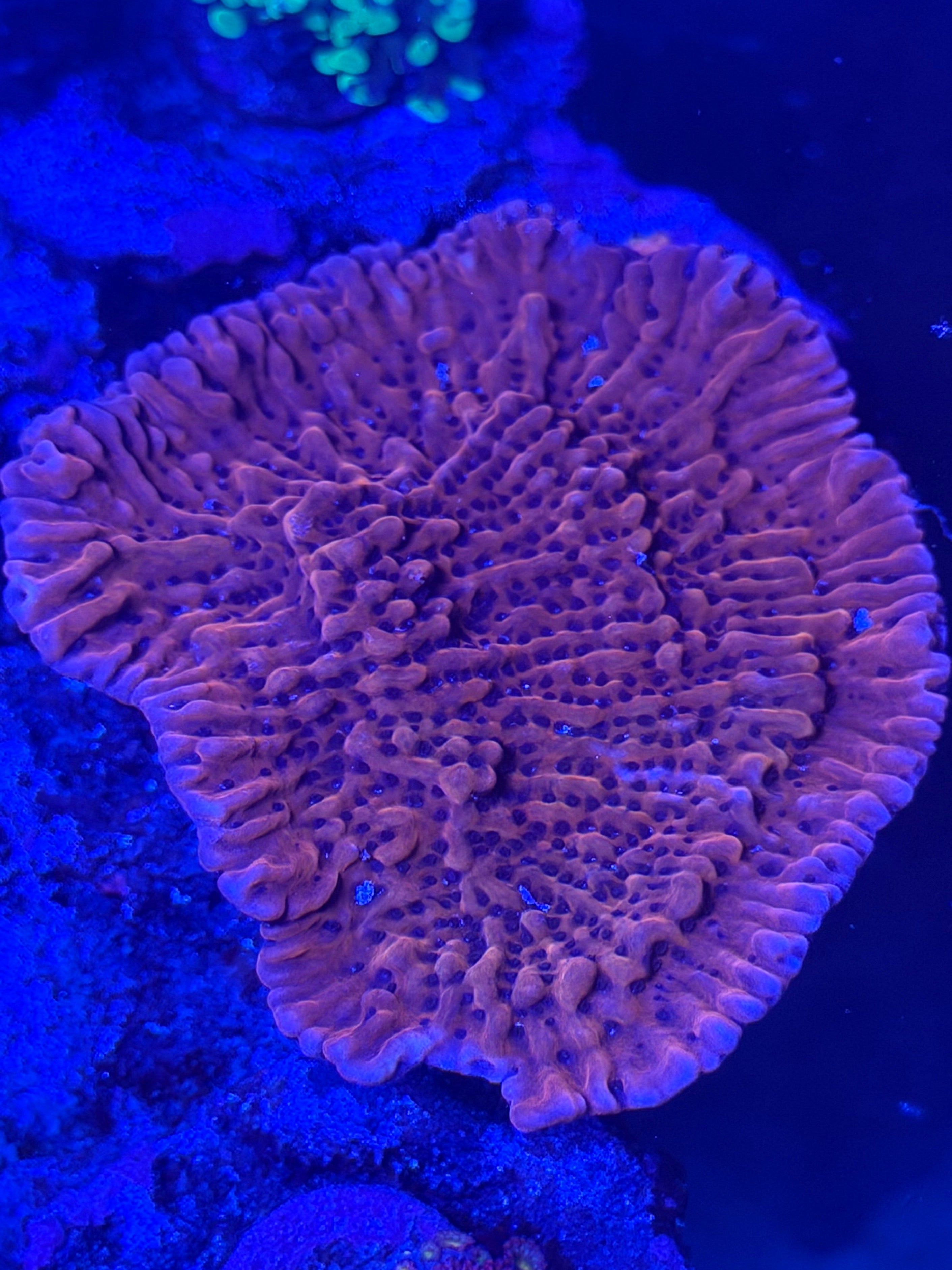 MONTIPORA