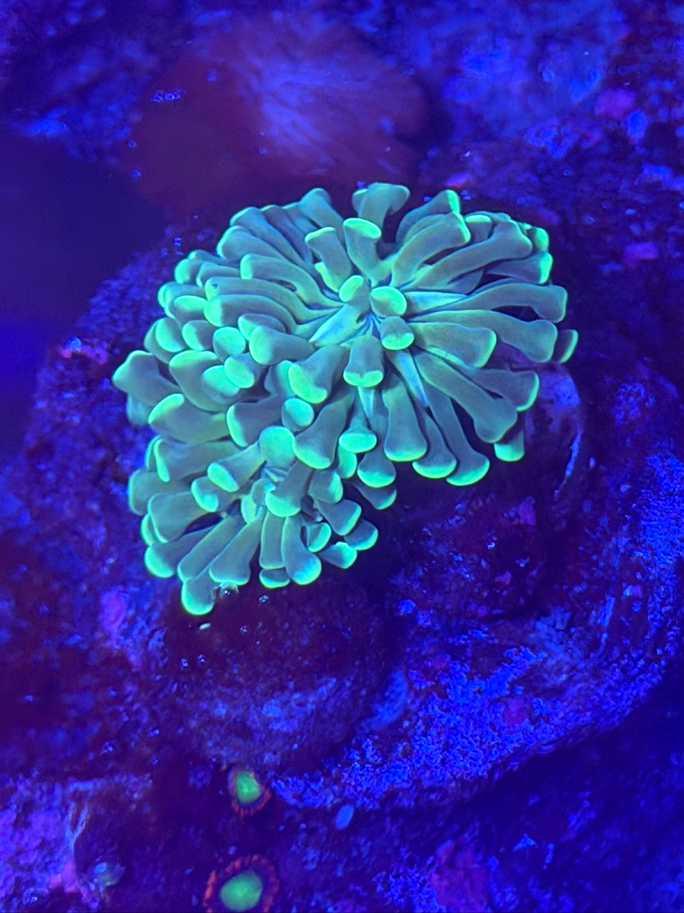 S 2 HEAD GREEN HAMMER