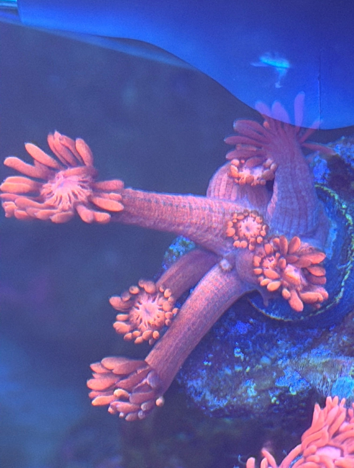 ECC Grafted Confetti Goniopora Frag – Rare Blue & Pink WYSIWYG