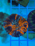 Warpaint Scolymia – WYSIWYG LPS Show Piece