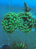2 Head Green Splatter Hammer Coral – WYSIWYG LPS