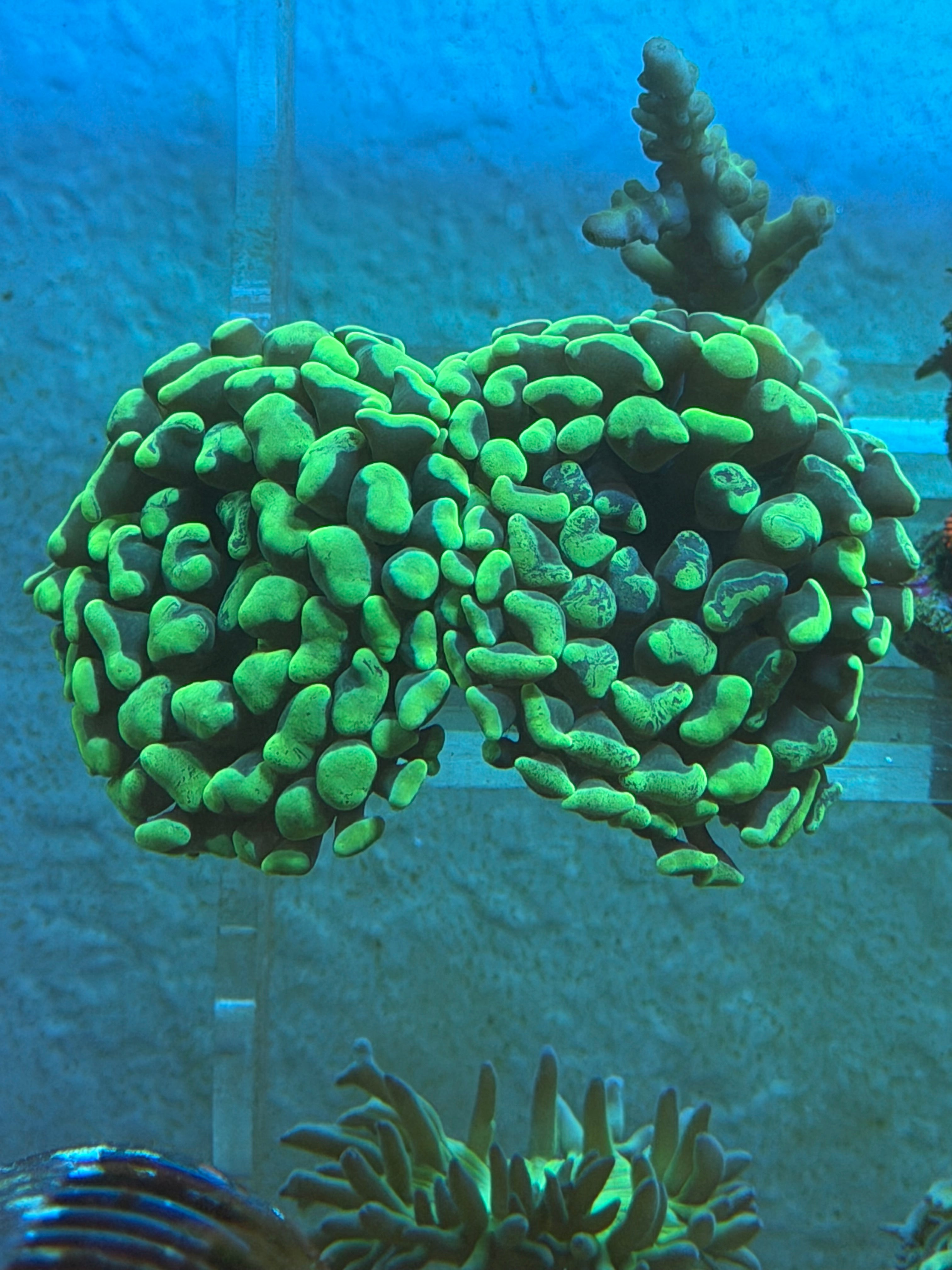 2 Head Green Splatter Hammer Coral – WYSIWYG LPS
