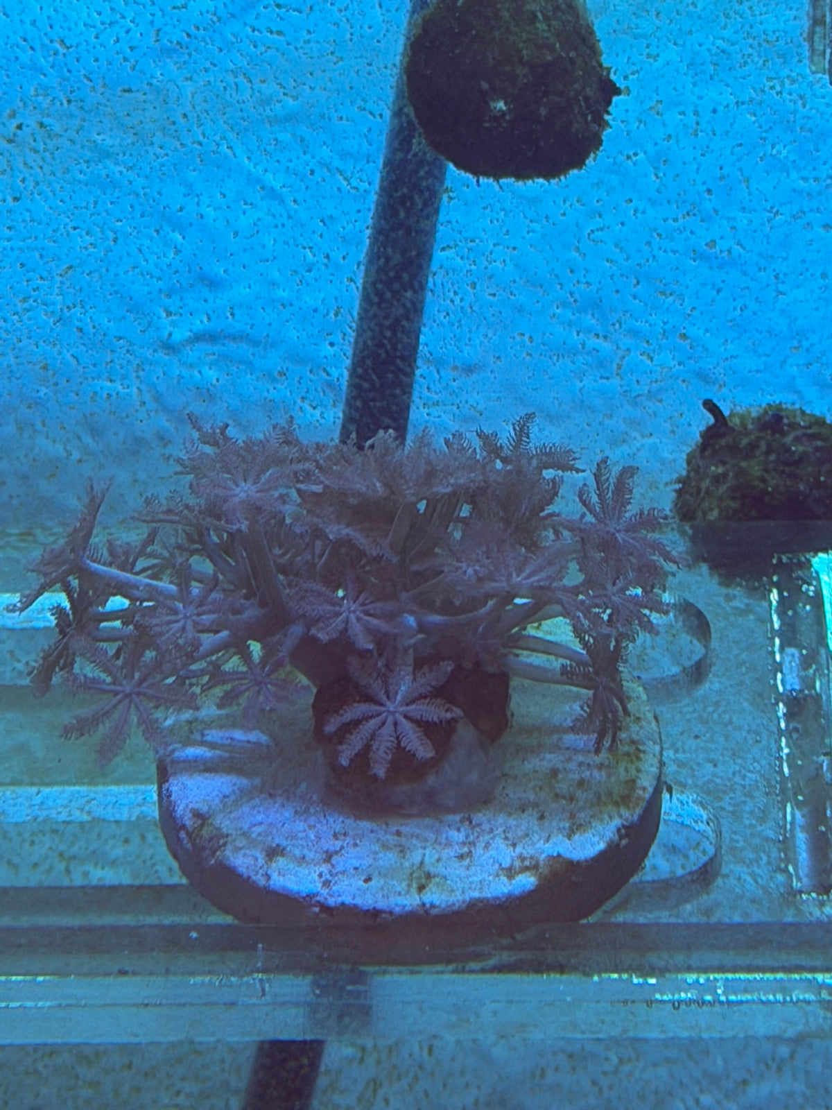 Pulsing Xenia Frag – Aquacultured Soft Coral