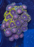 Combo Zoanthid – WYSIWYG Zoa Pack