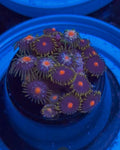 Combo Zoanthid Frag – WYSIWYG Zoa
