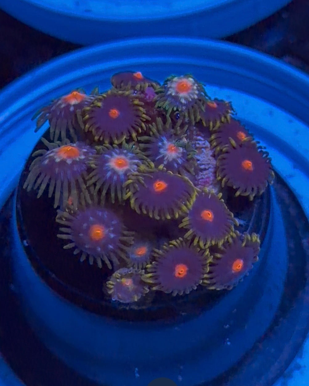 Combo Zoanthid Frag – WYSIWYG Zoa