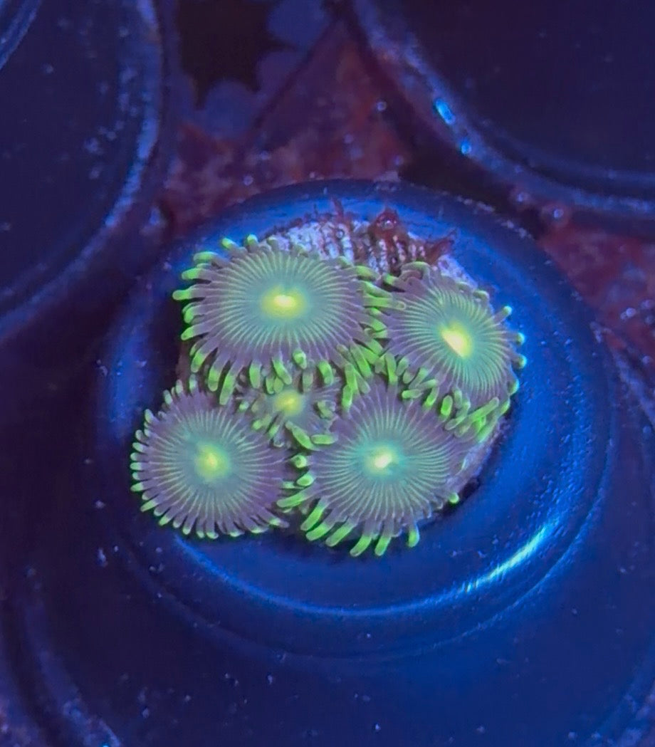 Radioactive Dragon Eye Zoanthid – 4+ Polyp WYSIWYG