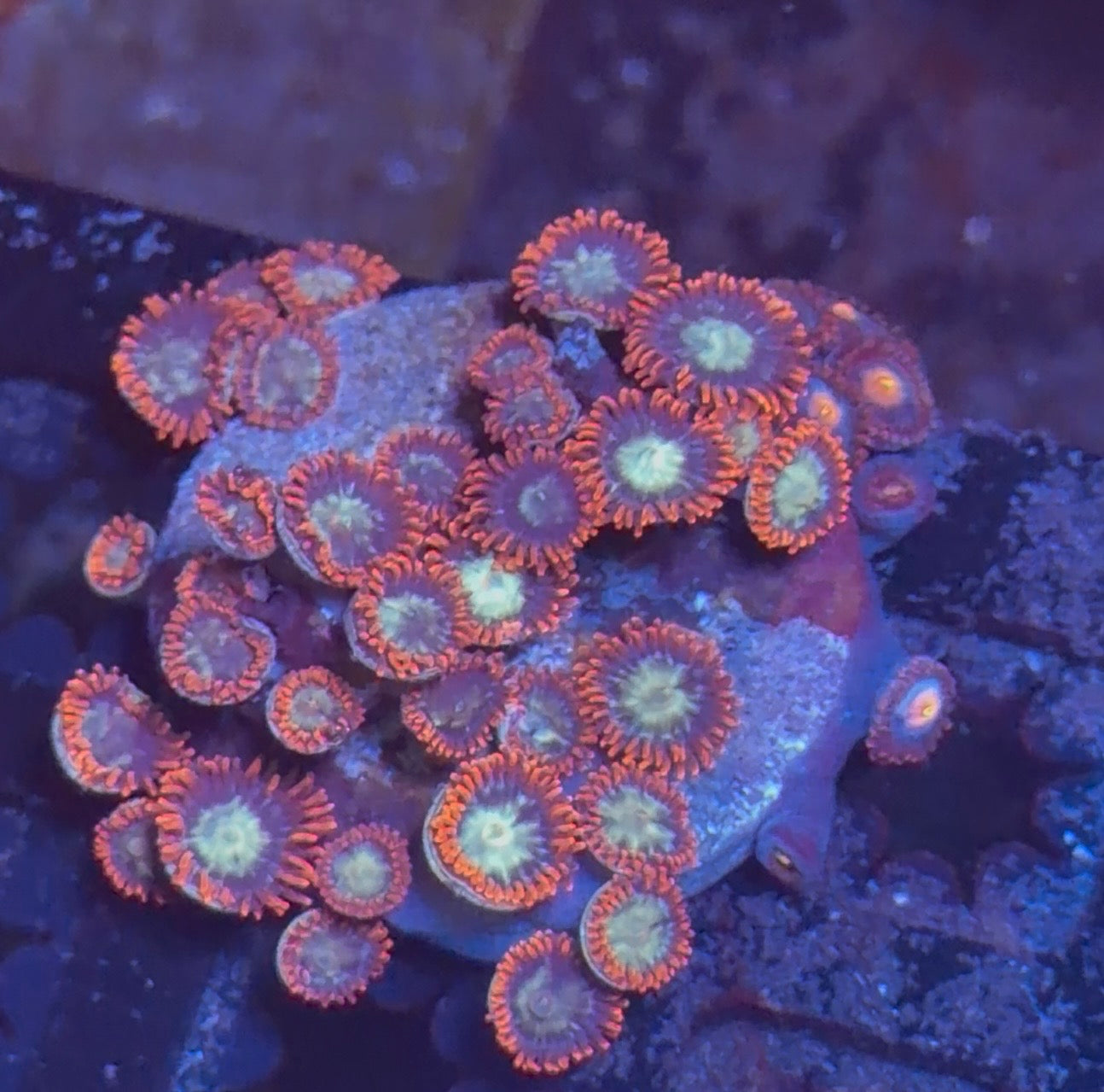 Combo Zoanthid – WYSIWYG Zoa Pack