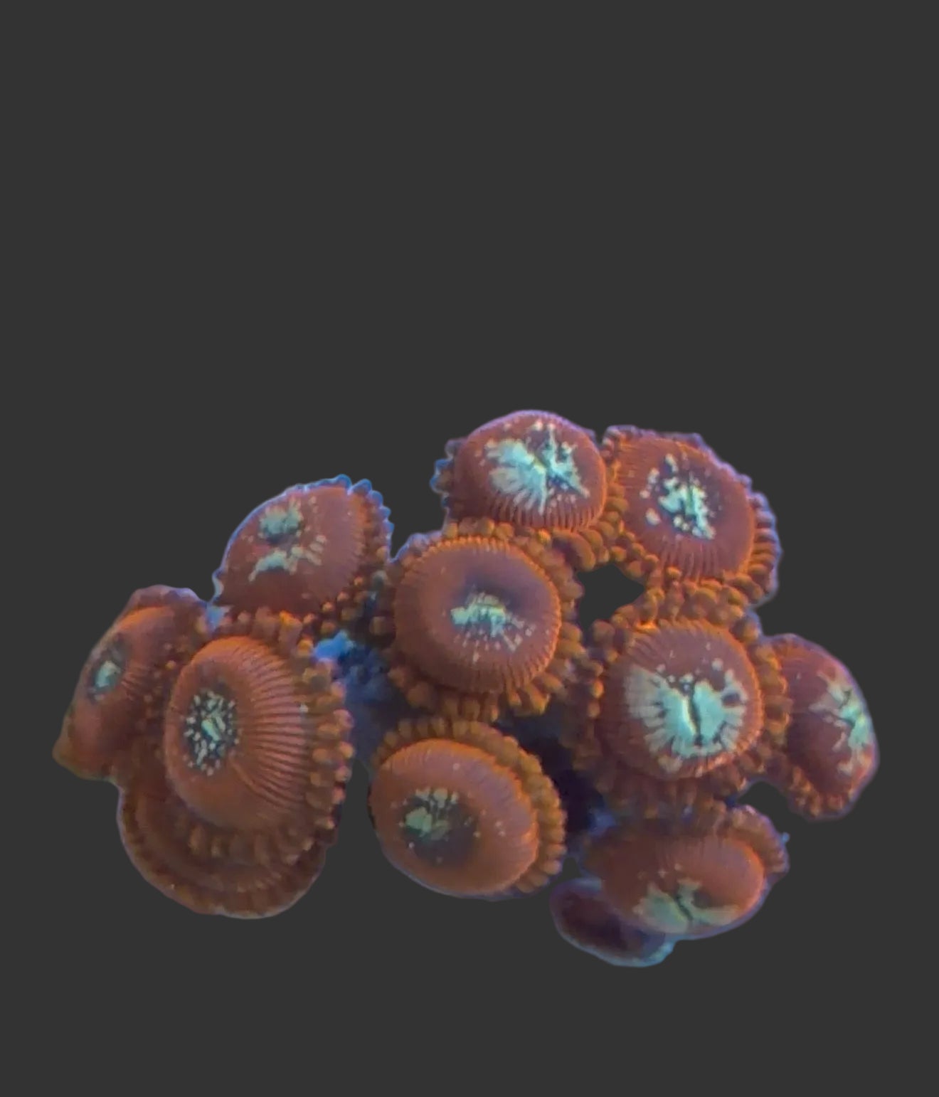 Zoanthid Frag – 13 Polyp WYSIWYG