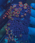 Instant Zoa Garden – WYSIWYG Zoanthid Collection