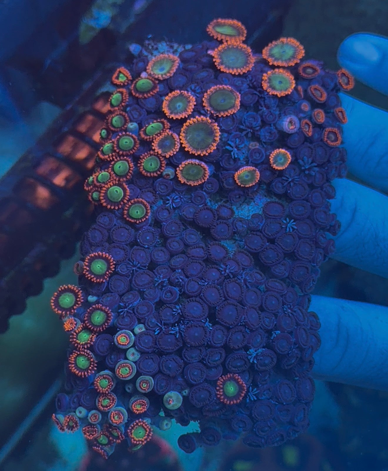 Instant Zoa Garden – WYSIWYG Zoanthid Collection