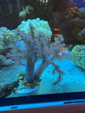 Kenya Tree Soft Coral – Aquacultured
