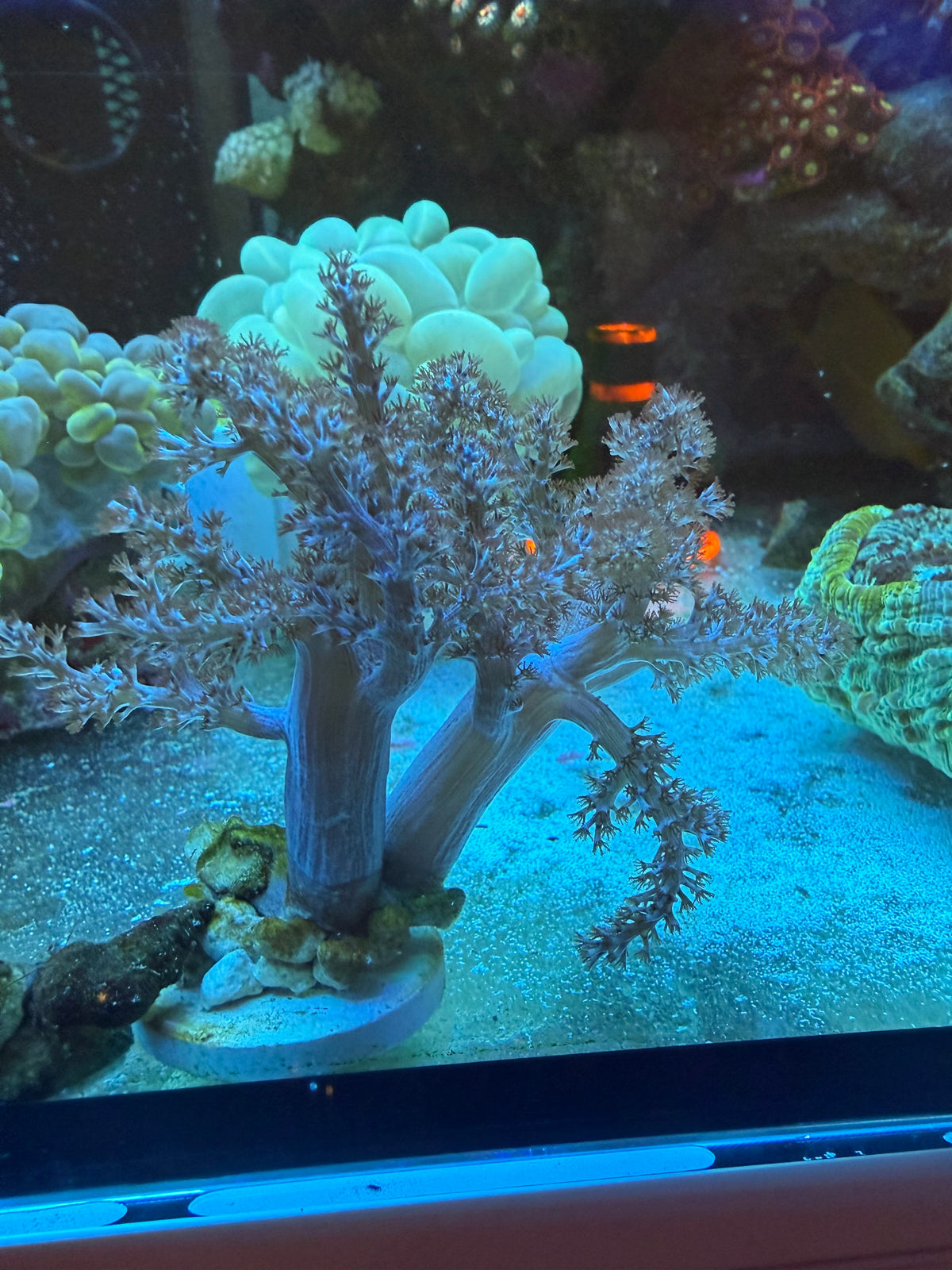 Kenya Tree Soft Coral – Aquacultured