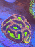 Green Mouth Favia – WYSIWYG LPS Brain Coral
