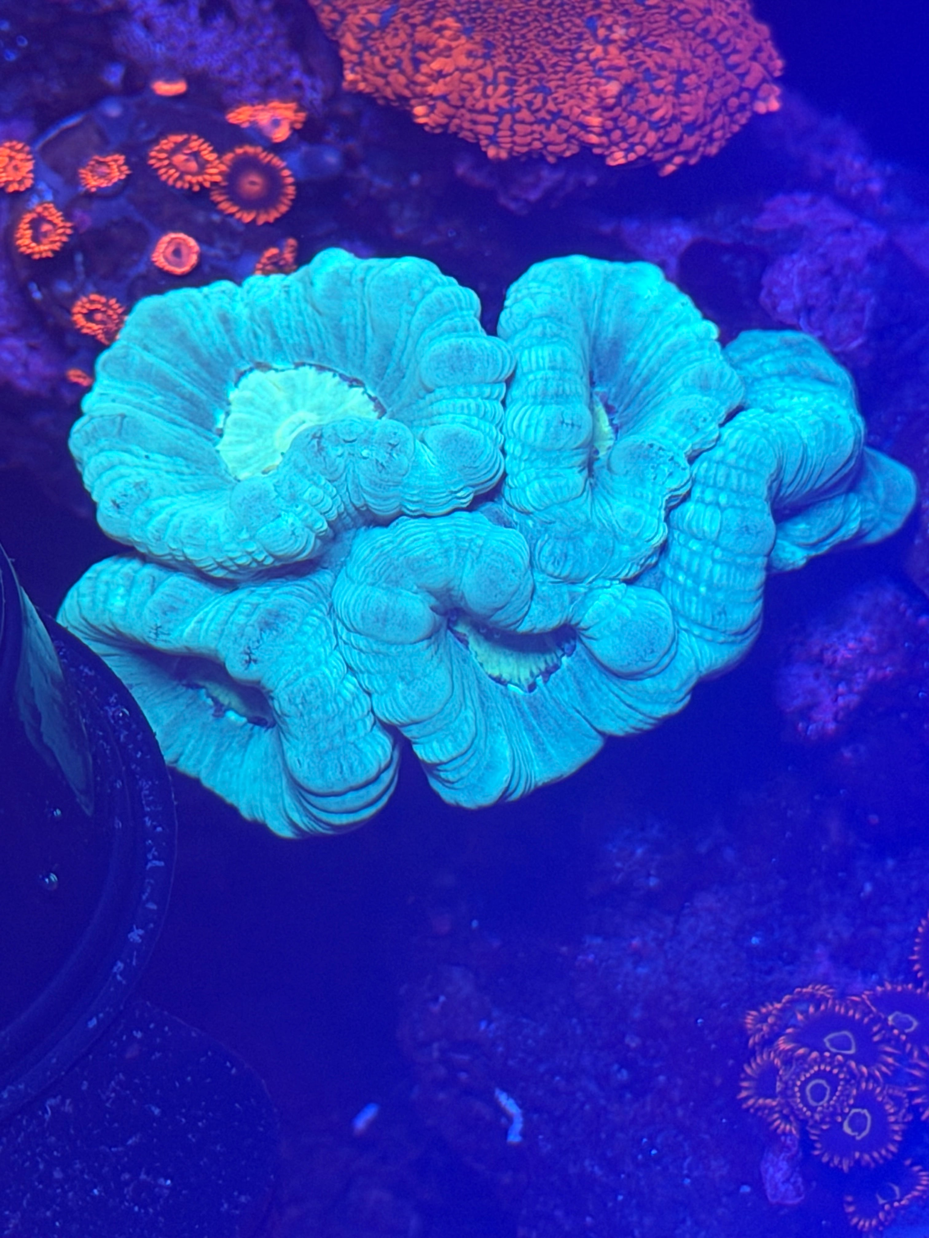 6 Head Green Candy Cane Coral – WYSIWYG LPS