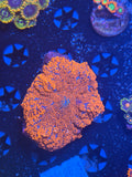 Rhodactis Mushroom Red XL