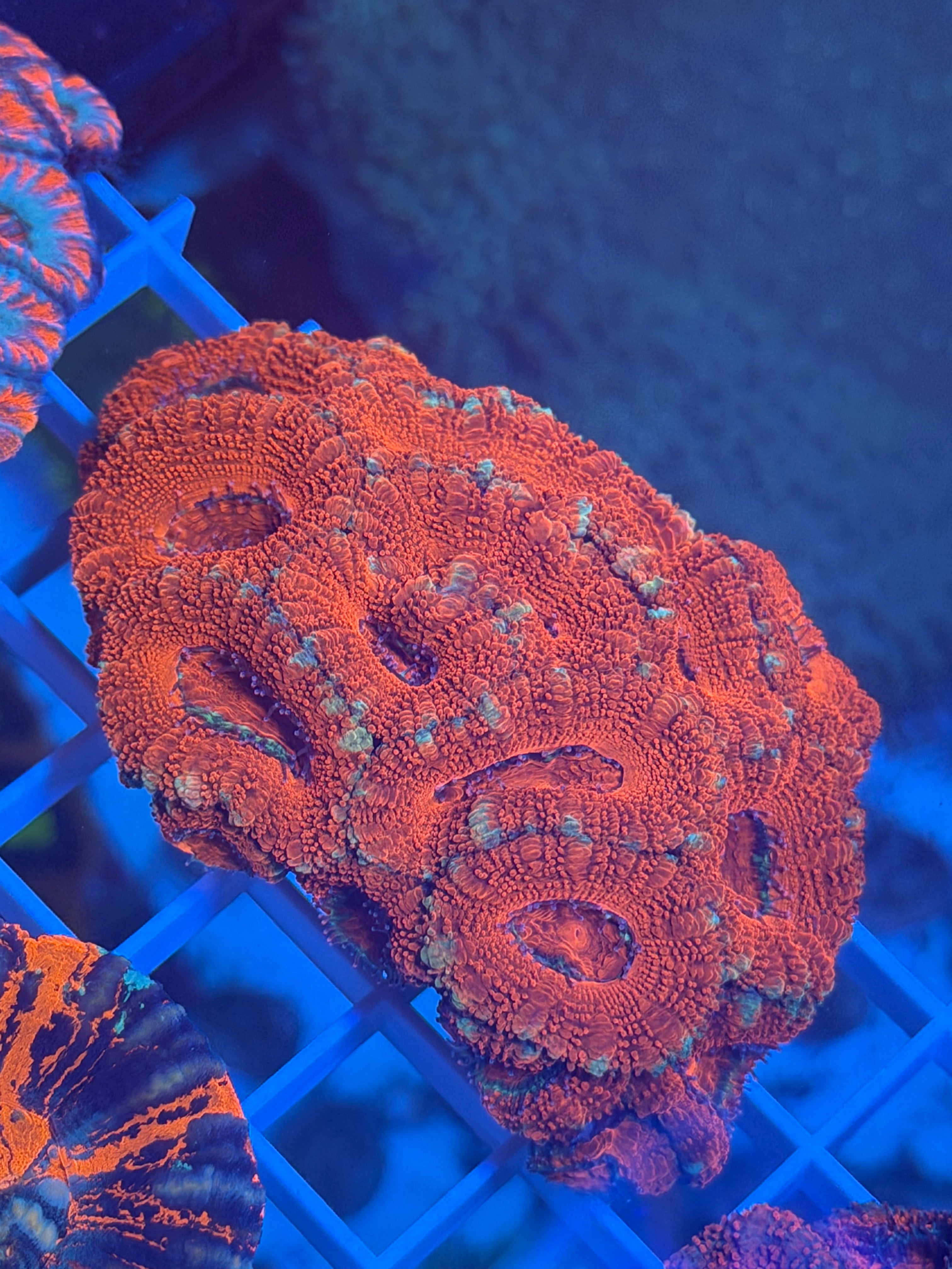 Acan Lord Red M