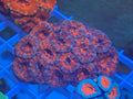 Acan Lord Multi Red Blue M