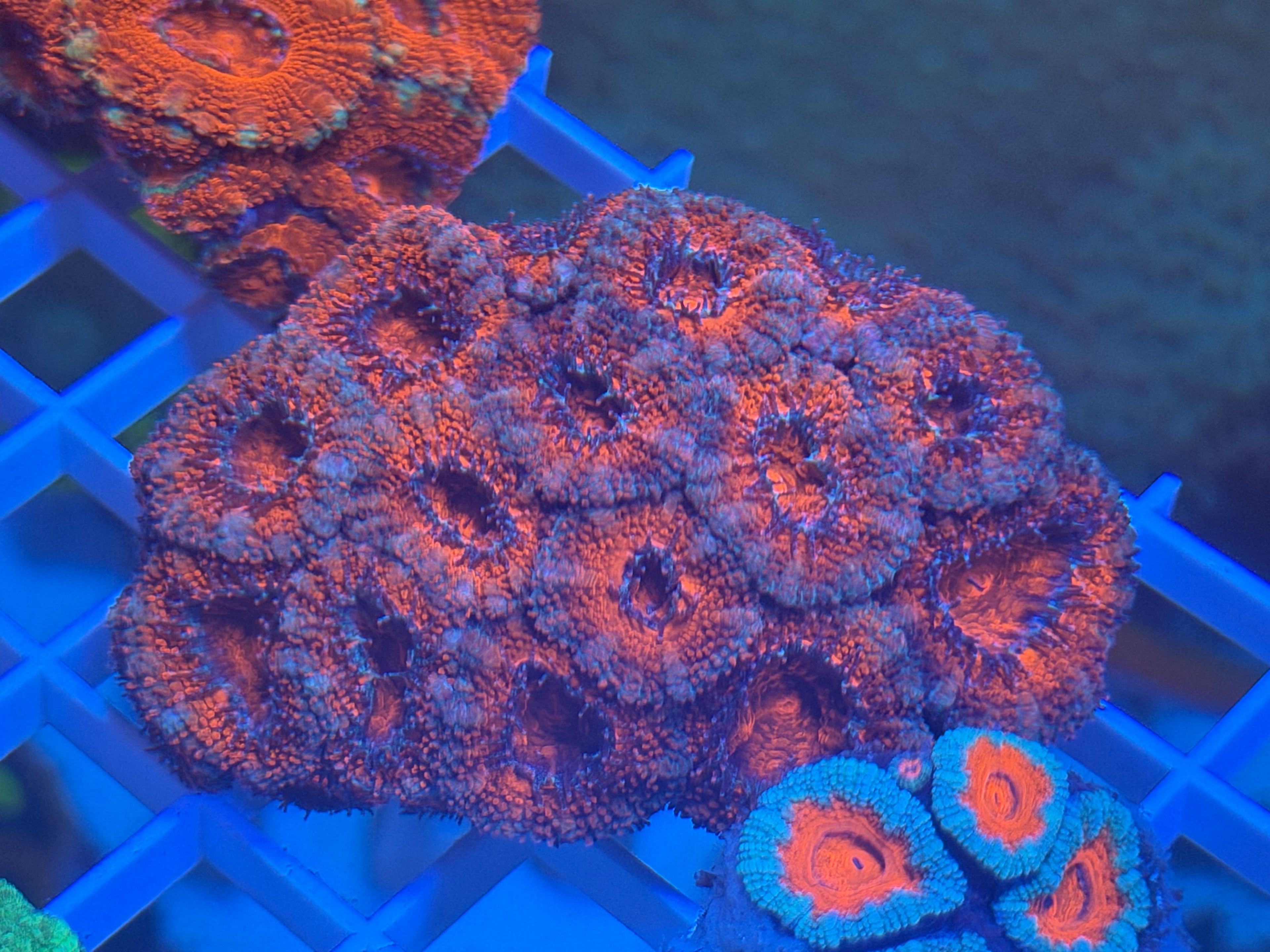 Acan Lord Multi Red Blue M
