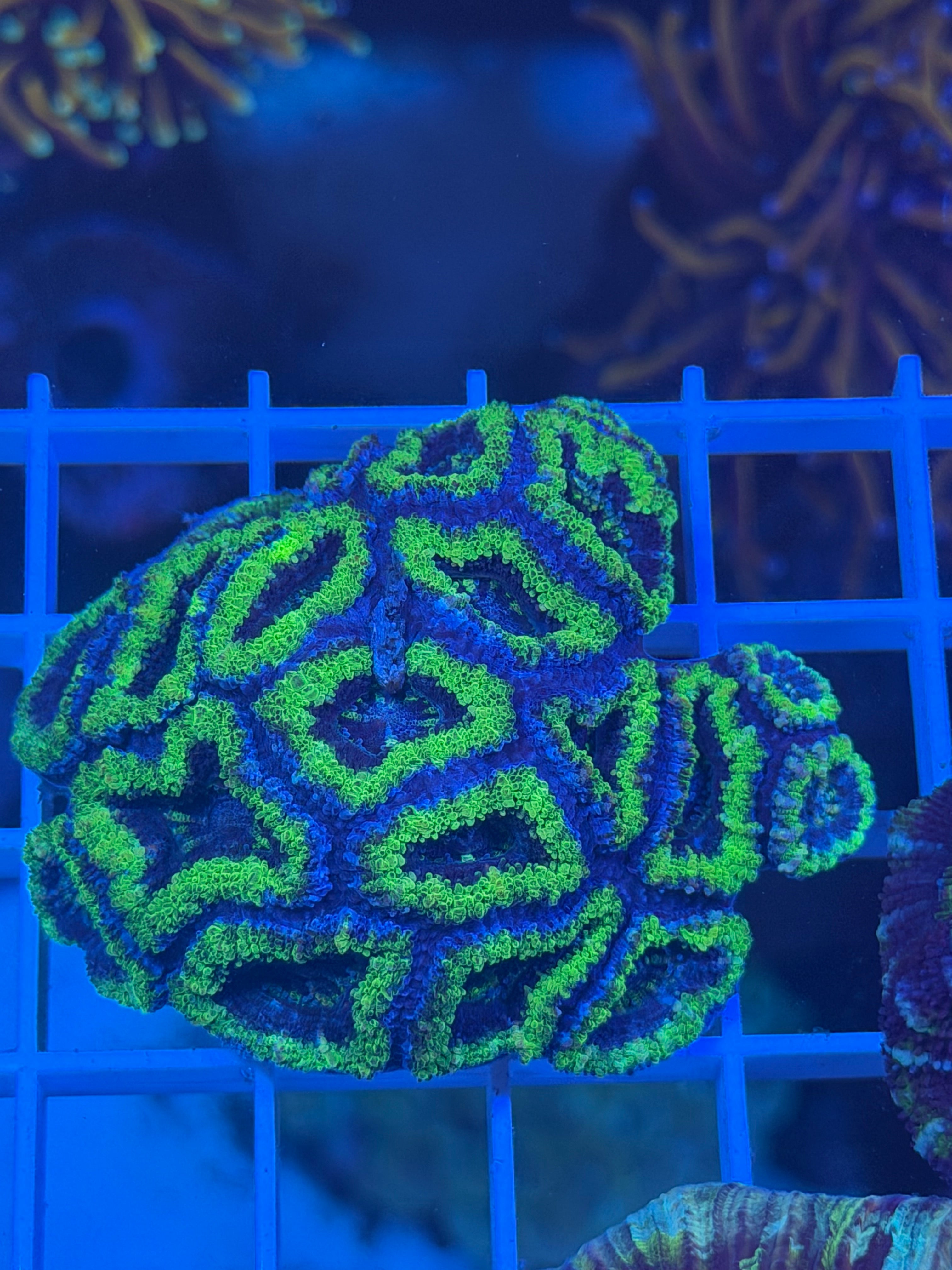 Aussie Acan Lord Neon Green XS