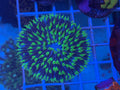 Fungia Green XL