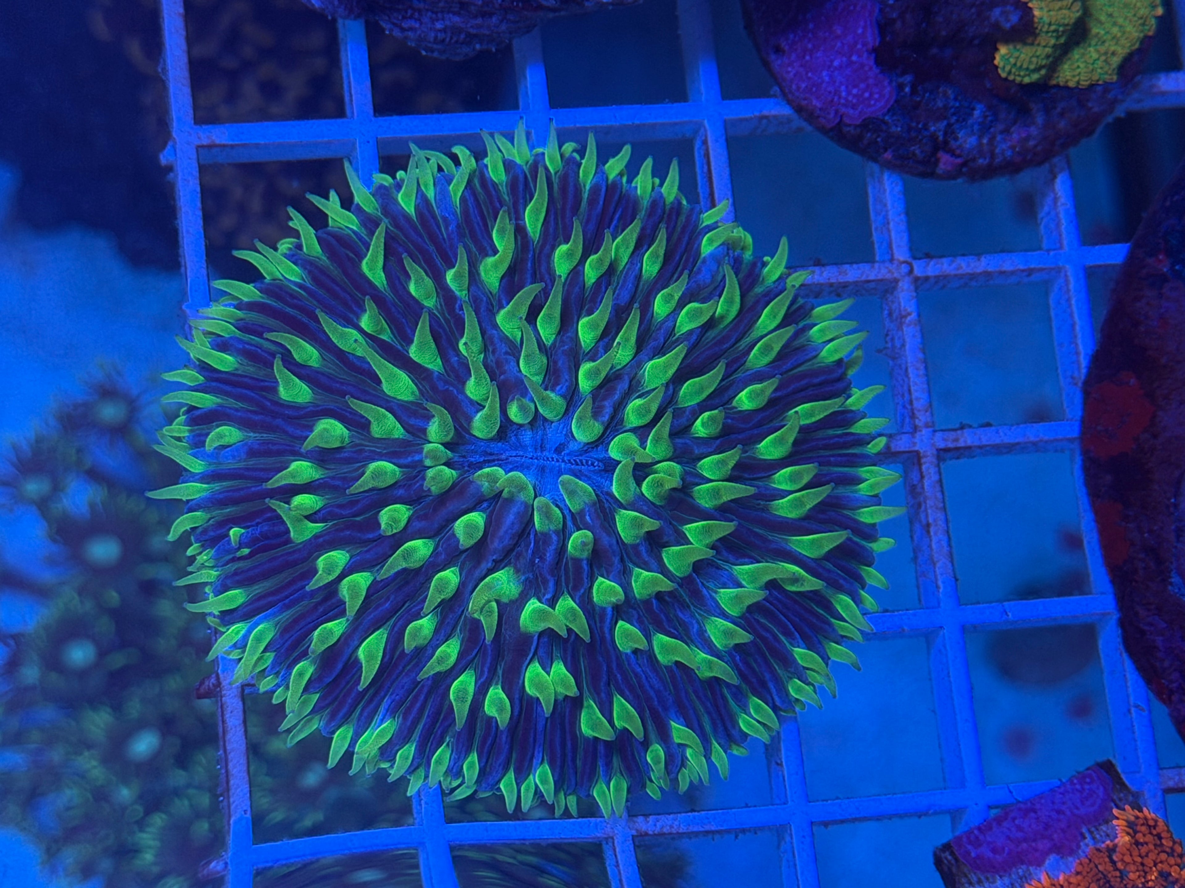 Fungia Green XL