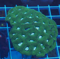 Aussie Goniastrea Moon Favia M