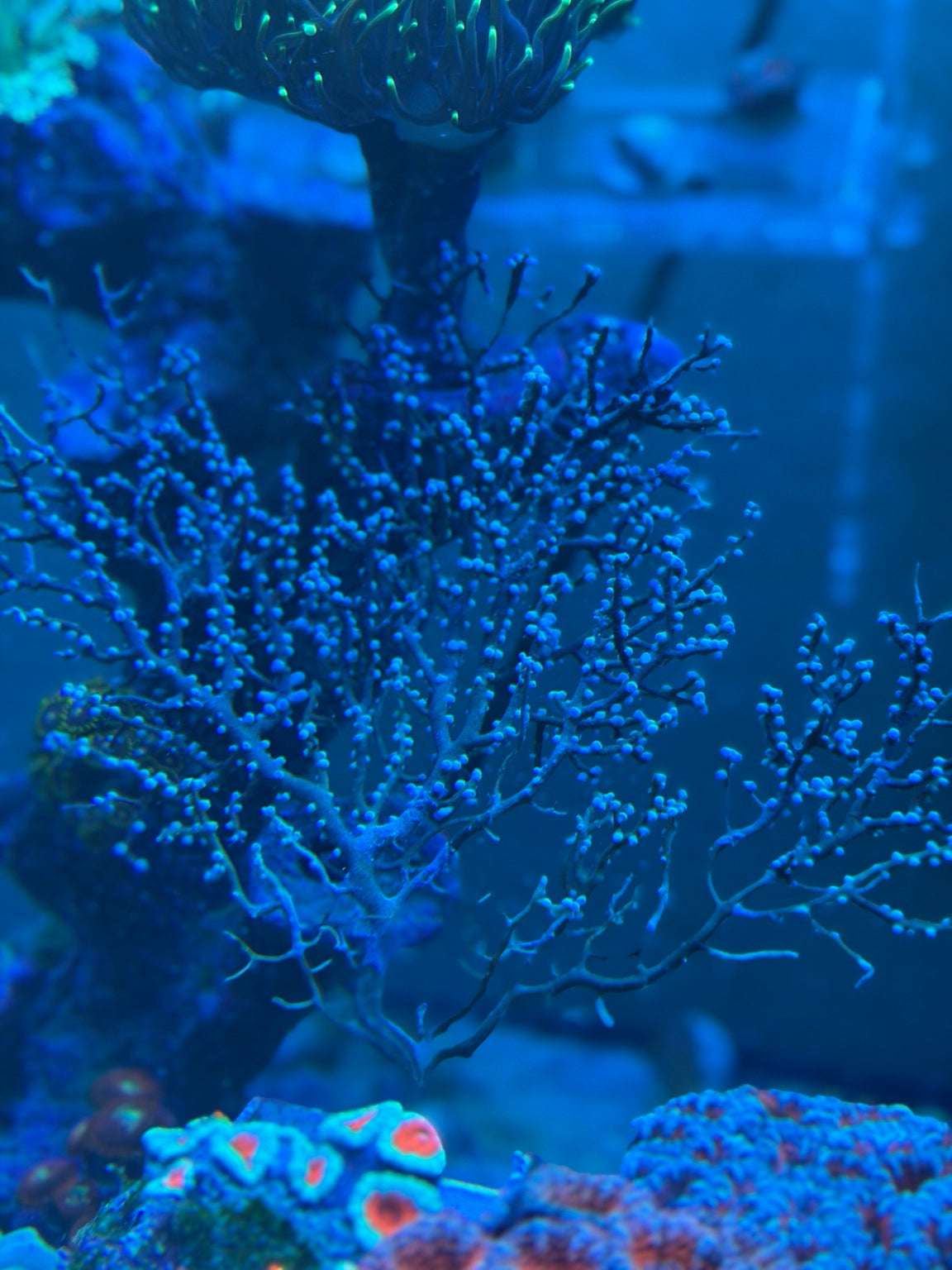 Blue Branching Gorgonian – WYSIWYG (ID Pending)