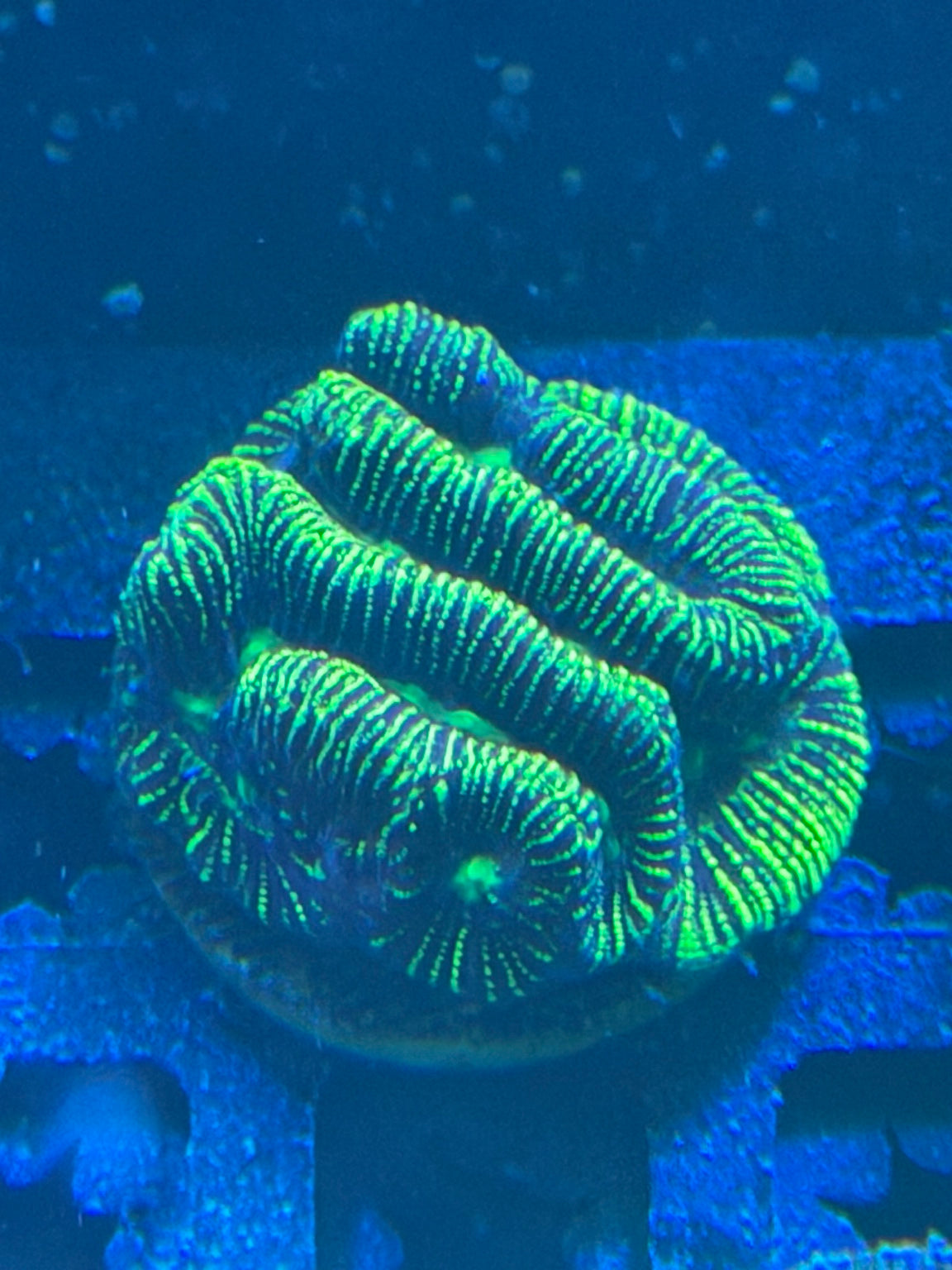 Neon Green Ridge Coral – WYSIWYG