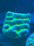 Blue & Green Ridge Coral – WYSIWYG