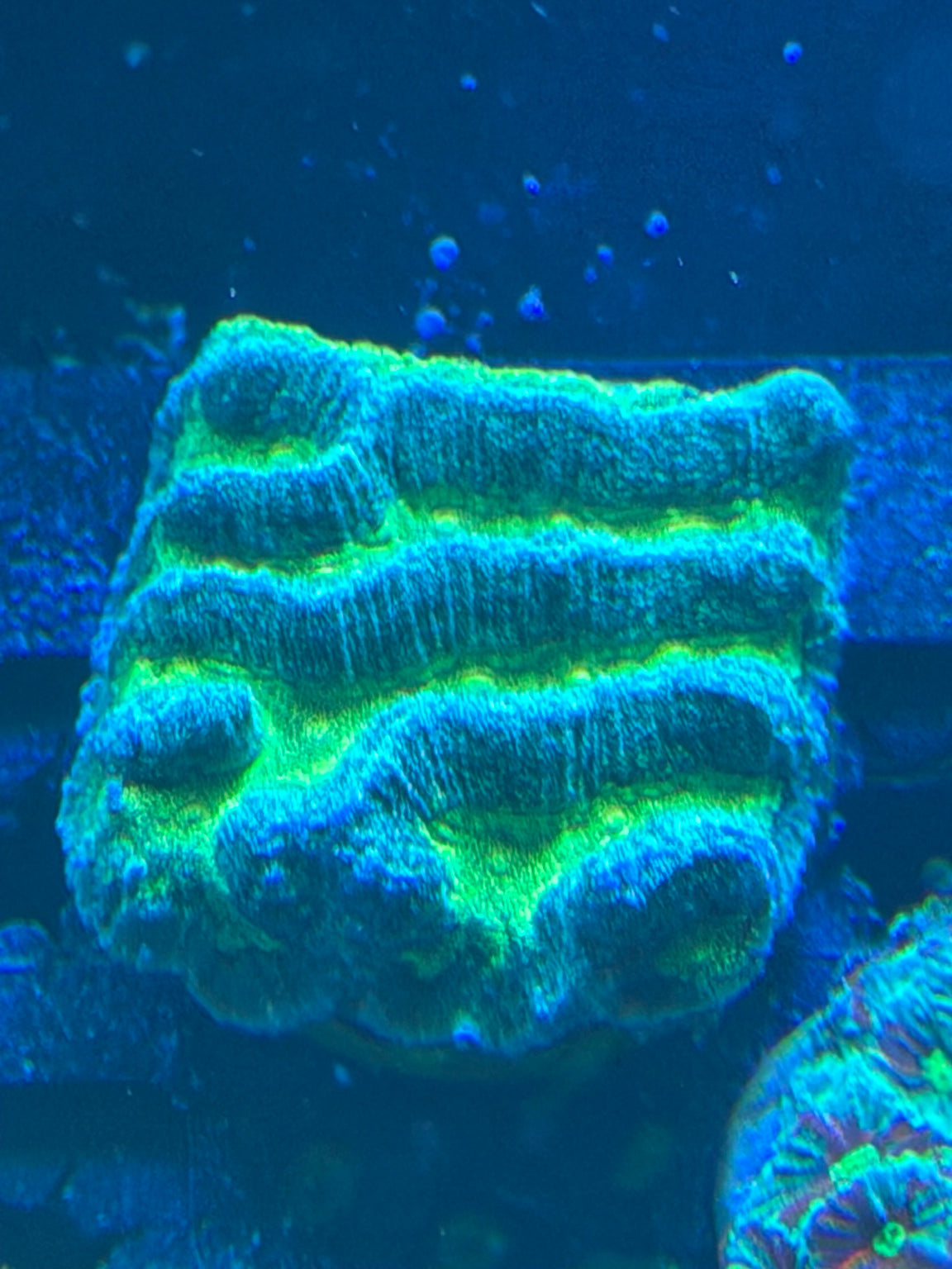 Blue & Green Ridge Coral – WYSIWYG
